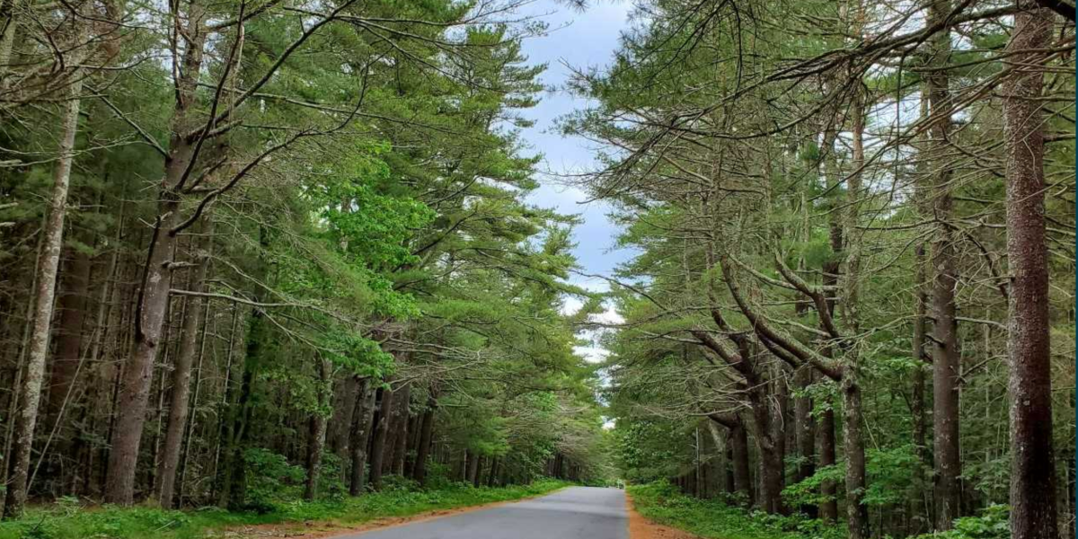 A forest-lined road in Martha's Vineyard