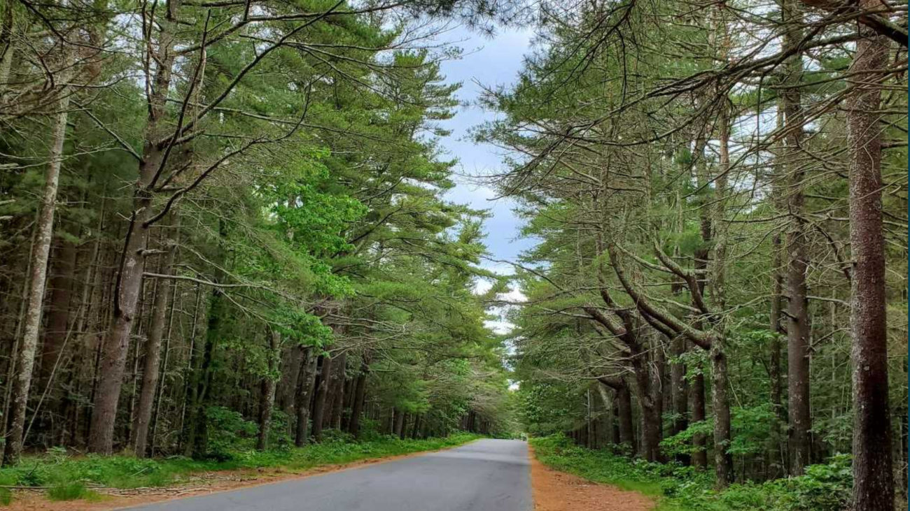 Dense tree-lined roadway, Martha's Vineyard