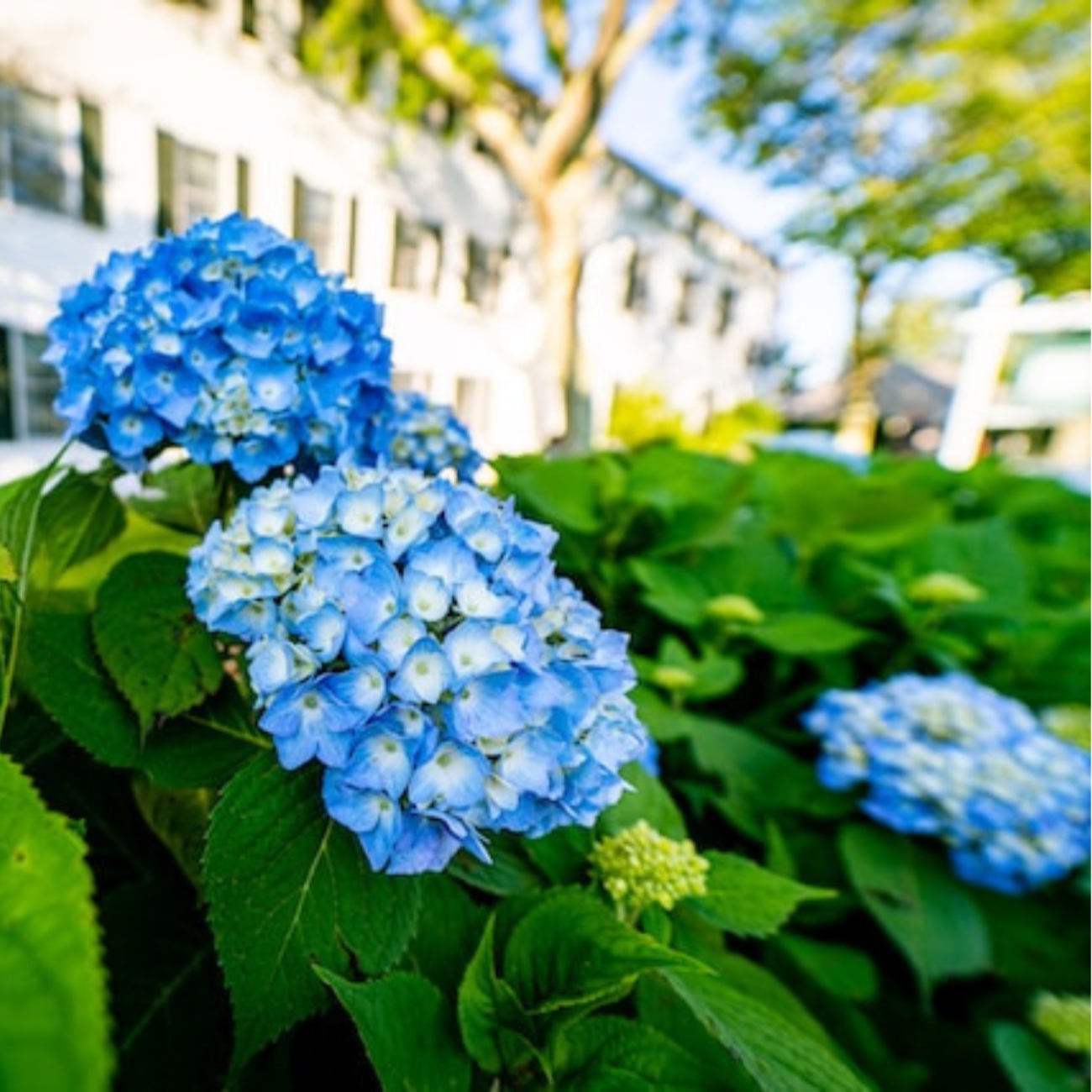 beautiful blue hydrangea flowers in edgartown